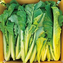 싱싱 산지직송 김장용 생갓 청갓 여수 돌산갓 5kg