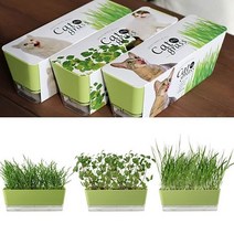 거실화분 키우기쉬운 고양이캣닢 재배 DIY키트, 본상품선택, 캣잎