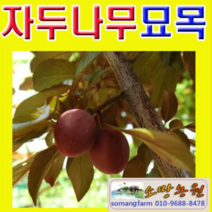 (D소망)유실수 왕피자두묘목 (접목1년) 3그루