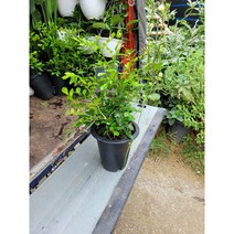 오렌지자스민 중대품 50~70cm 149