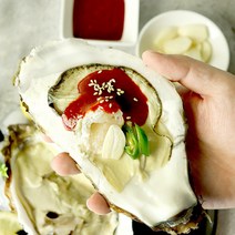 경남 통영 산지직송 석화 삼배체굴 1kg 신선배송 당일수확