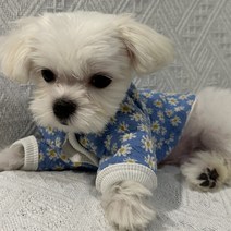 다이개 커플 강아지 데이지가디건 니트, 하늘색