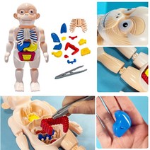 캐스B 미니 인체 탐구 신체 장기 구조 모형 인형 과학