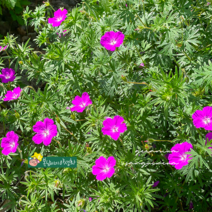 백산풍로초 진분홍 [3포트] (복남이네 야생화 모종 쥐손이 제라늄 핑크 geranium)