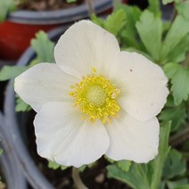 야생화 피어나라플라워 사계바람꽃(1Set 2포트)