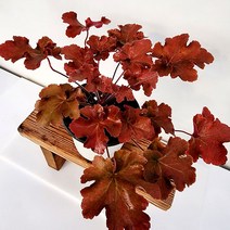 꽃나무팜 휴케라 중품 야생화 다년초 노지월동 베란다월동 마당 화단꾸미기 선별배송 한개금액입니다