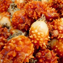 굴키우는 남자 통영 피멍게(꽃멍게)1kg(9미내외), 단품
