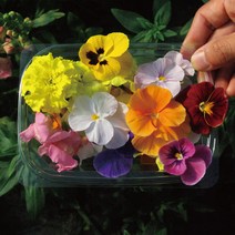 일산식용꽃 무료배송 가능한 상품만 모아보기