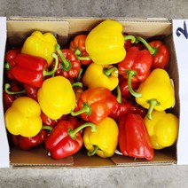 야채24닷컴 못난이 빨강 노랑 혼합파프리카 500g, 1개