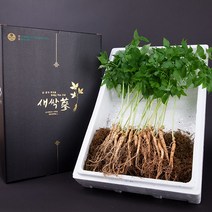 윤플러스 장성 약용 새싹삼 선물세트 ( 특허재배 당일수확발송 ), 1박스, 3년근 30뿌리