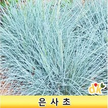들꽃닷컴]야생화 은사초 4치포트 30개_노지월동식물 조경소재 용, 30포트