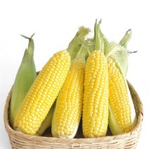 [VIP 최고급 선물용]달고나 초당옥수수/냉동, 냉동9개 달고나 특초당, 9개