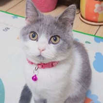 마이카싸 1+1+1 고양이 방울 목걸이 3p, 연핑크 1+1+1