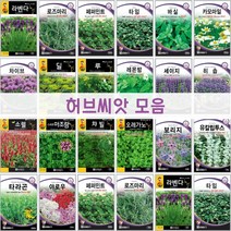 주주씨앗 허브씨앗 / 라벤다 / 로즈마리 / 페퍼민트 / 타임 / 바실 / 카모마일 / 차이브 / 딜 / 루 / 레몬밤 / 세이지 / 히솝 / 소렐 / 유칼립투스, 17. 보리지 60립