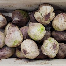 야채24닷컴 알비트 레드비트 5kg, 1개