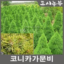 코니카가문비 묘목/최고급 조경수/키 40cm~1.2m(분), H0.4(40cm)*5주