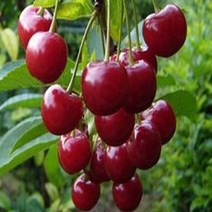 충주원예조경 왜성체리(라핀)콜트대목*1등묘, 주