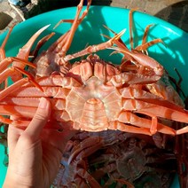 [신선담다] 산지직송 자숙 홍게 2kg 5-7미(일반형/수율50-60)
