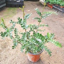 산초 산초나무 산초미니화분, 본상품선택
