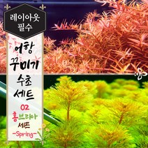 [미초 오픈이벤트] 초보자도 쉽게 키울수 있는 인기수초 세트 (로타라 홍콩&암브리아) / 초보자용 수초 / 수초 세트 / 구피 수초