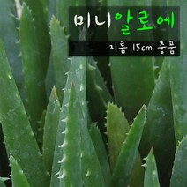 [허브여울다육] 미니알로에 (전자파방지 공기정화 실내인테리어화분) 지름 15cm 중품 다육화분, 1개