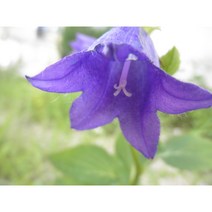 산내들농장 청강초롱, 1개