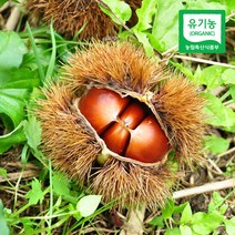 [산지직송] 충주 김의충님의 유기농 알밤(대) 4kg, 단품