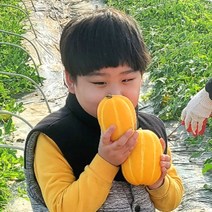 성주참외 석정현 농부의 정직한 참외 산지직송 [100박스 한정특가], 5kg 가정용+못난이 혼합(과수랜덤)