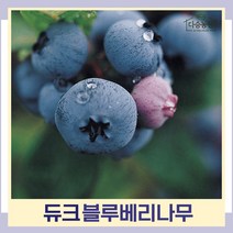 블루베리나무 묘목 듀크 삽목2년생 포트묘 5개