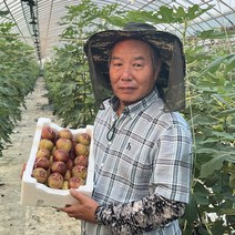 [육교농장]무농약 고당도 영암 무화과 / 당일수확 산지직송 홍무화과 청무화과 재래토종무화과, 재래토종무화과2팩(1.5kg)