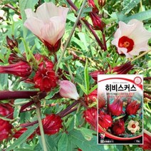 히비스커스(로젤)(10립) 씨앗