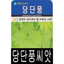 [워터트리몰] 당단풍나무씨앗(100립) 채소 꽃 종자 재배 씨앗 허브 나무 (A), 1개