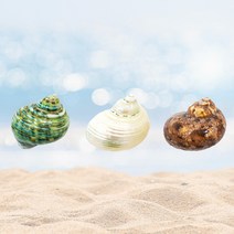 소라게 쉘 2.5cm 화이트 그린 우드 애완 은신처 천연 자연물 소라 껍질 터보 셸 셀 탈피 껍데기 피신처 용품, 화이트(사은품증정)