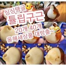 튤립구근 겹꽃포함 20개 40개/올해 신상품으로 출고해드려요^^
