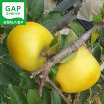 GAP 친환경 저탄소인증 산지직송 경북 영주 황금사과 시나노골드 사과 5kg (12~16과)