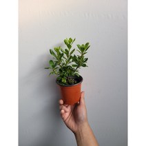무배특가 향기가만리까지 만리향 소품 15~25cm 35