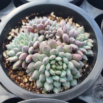 다육세상 다육이 룬데리