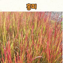홍띠(3치 포트) 야생화 노지월동 사초 그라스, 1개