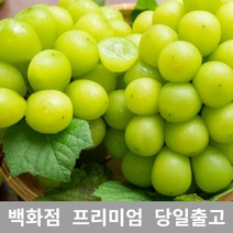 샤인머스켓 3kg 샤인머스켓묘목 과일선물세트 샤인 430382EA, 1, 본상품선택