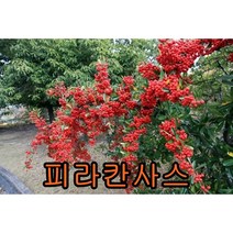 피라칸사스나무 키1~1.2m 포트 2그루 나무 묘목 묘목판매 꽃나무 울타리나무