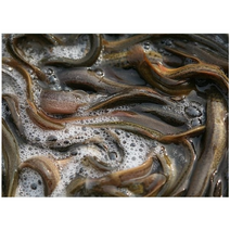 자연산 미꾸라지 추어 500-1kg 자연산미꾸라지 추어탕 전남영암 강진 조업(조업하는날발송상품), 1kg, 1개