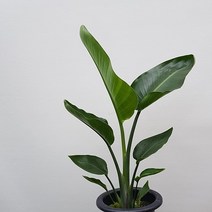 극락조 1촉 여인초