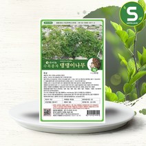 솔림텃밭몰 수목종자 댕댕이나무씨앗 2g 댕댕이나무종자, 1개