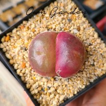 오운정원 코노피튬 브루게리 10립 희귀씨앗 conophytum burgeri 리톱스 부르게리, 키트(플라스틱분,뚜껑,파종토,마사토)