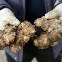 전북 완주 봉동 생강 1kg 3kg 5kg 개량종 흙생강 세척생강 2022 국산 햇생강 산지직송, 전북 완주 봉동 흙생강 3kg