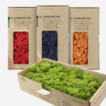 스칸디아모스 500g 천연 이끼 공기정화 이끼식물 DIY 세트, 클래식블루_자연500g, 1개