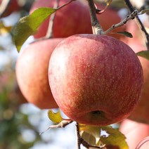 청송사과 가정용 흠과 중량별 선택(과수랜덤) 못난이 부사 사과 고랭지사과, 가정용 흠과 5kg(과수랜덤)