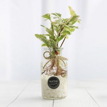 그린테라피 수경재배식물 유리병 실내공기정화식물 수중식물키우기 DIYSET, 무늬 산호수+직선