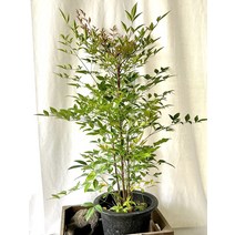 30~40cm 149 전화위복 남천나무 대품