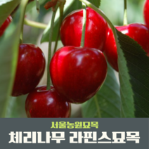 서울농원묘목/왜성체리나무 라핀스 묘목 특묘 자가수정, 1개